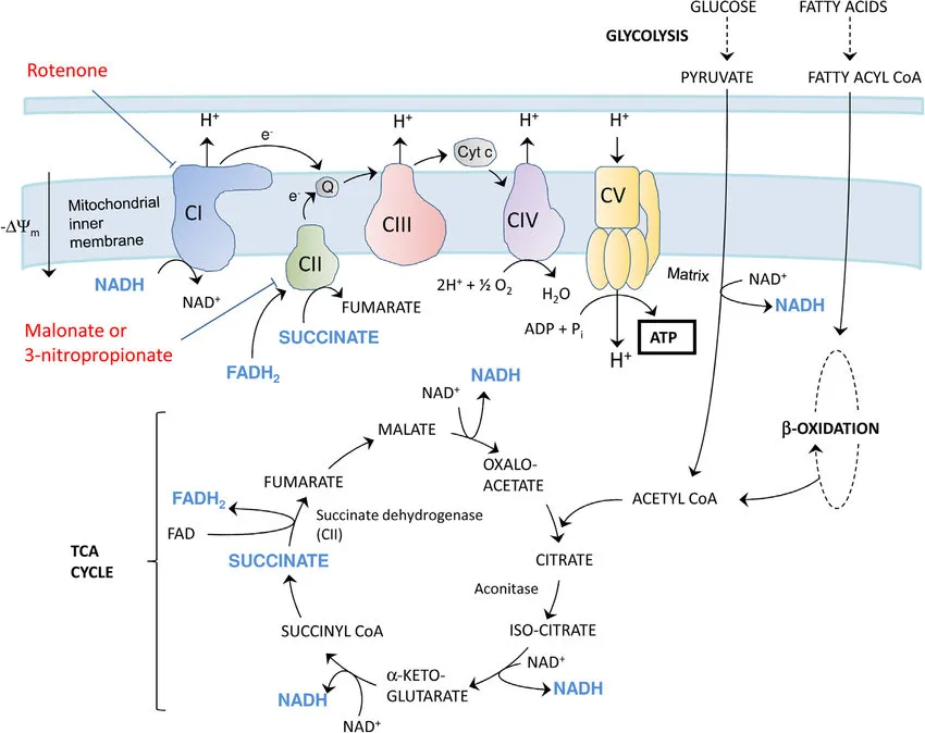 Schematic of the mitochondrial electron transport chain: complexes I to IV and ATP synthase in the inner membrane, with NADH, FADH2, ubiquinone (Q), cytochrome c and proton movement, linked to glycolysis, the TCA cycle and beta-oxidation