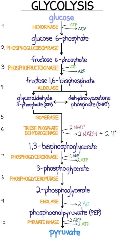 Glycolysis pathway diagram